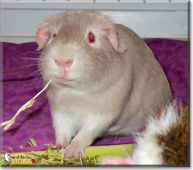 Vidar, the Pet of the Day