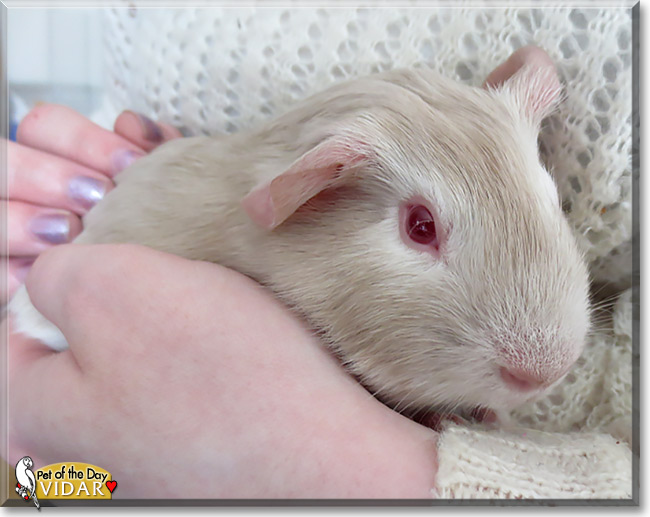 Vidar, the Pet of the Day Vidar, the Pet of the Day