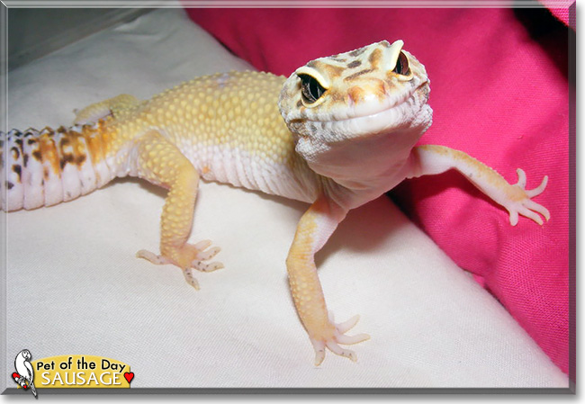 Sausage, the Pet of the Day Sausage, the Pet of the Day