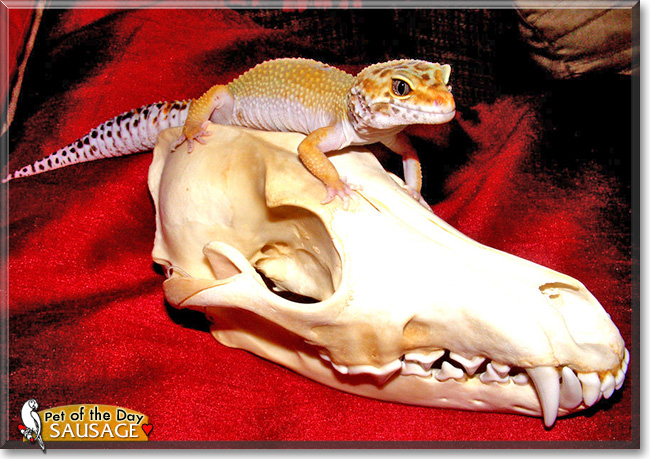 Sausage, the Pet of the Day Sausage, the Pet of the Day