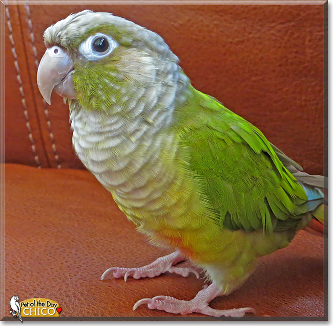 Chico, the Pet of the Day Chico, the Pet of the Day