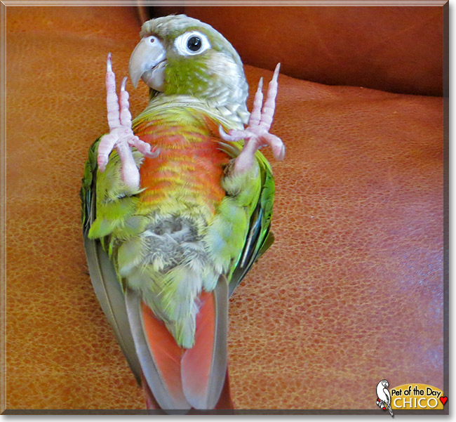 Chico, the Pet of the Day Chico, the Pet of the Day