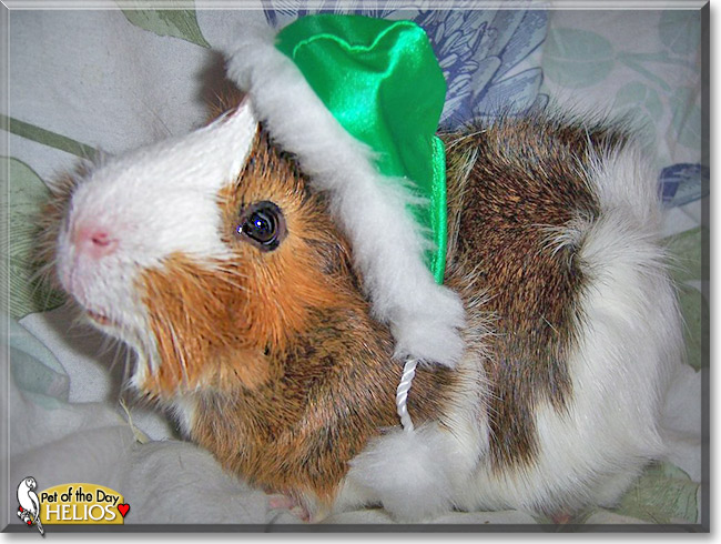 Helios, the Pet of the Day