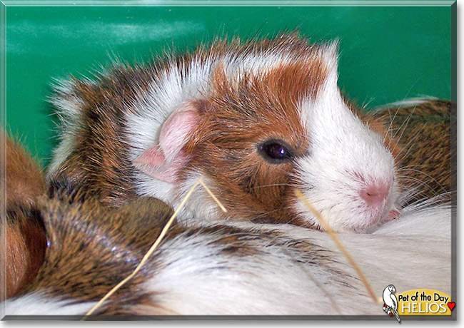 Helios, the Pet of the Day Helios, the Pet of the Day