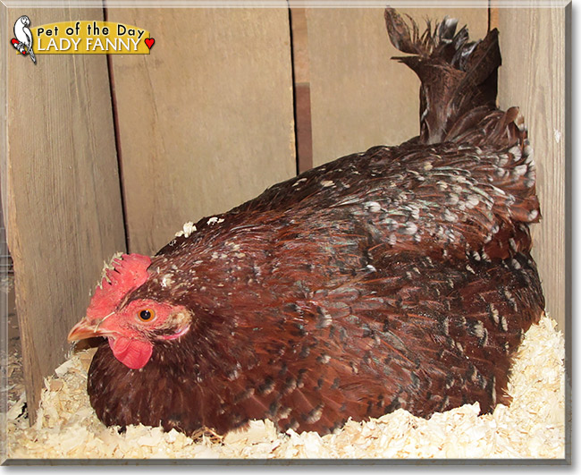 Lady Fanny, the Pet of the Day Lady Fanny, the Pet of the Day