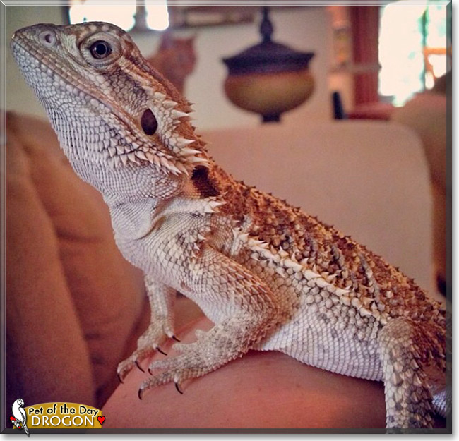 Drogon, the Pet of the Day Drogon, the Pet of the Day