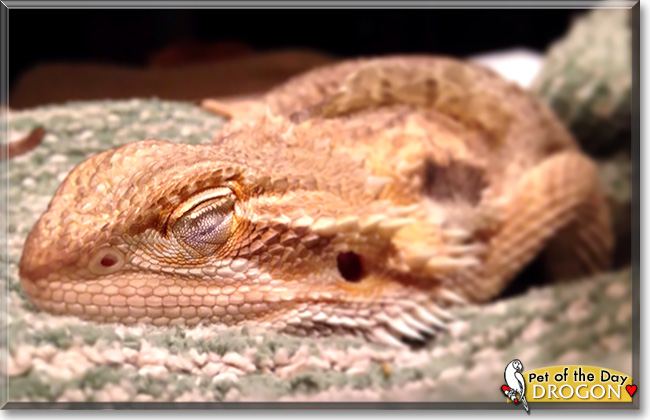 Drogon, the Pet of the Day Drogon, the Pet of the Day