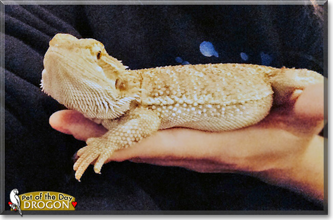 Drogon, the Pet of the Day Drogon, the Pet of the Day