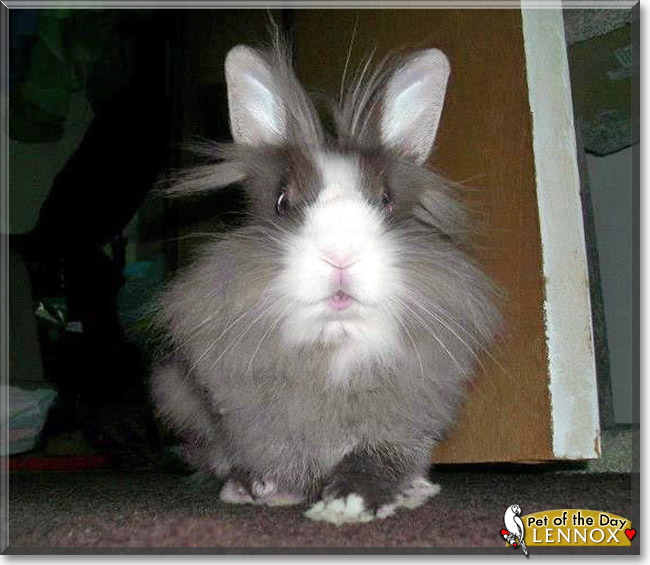 Lennox, the Pet of the Day Lennox, the Pet of the Day