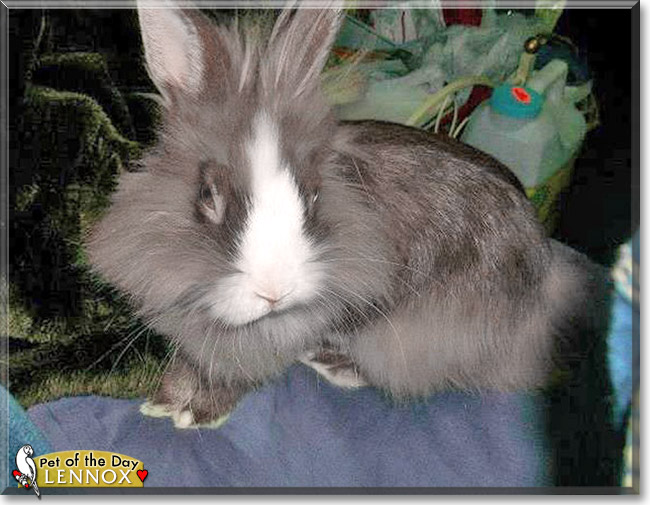 Lennox, the Pet of the Day Lennox, the Pet of the Day