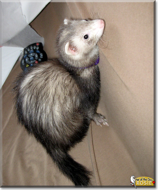 Rosie, the Pet of the Day Rosie, the Pet of the Day