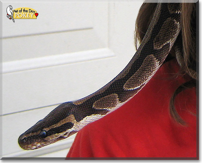 Pokey, the Pet of the Day Pokey, the Pet of the Day