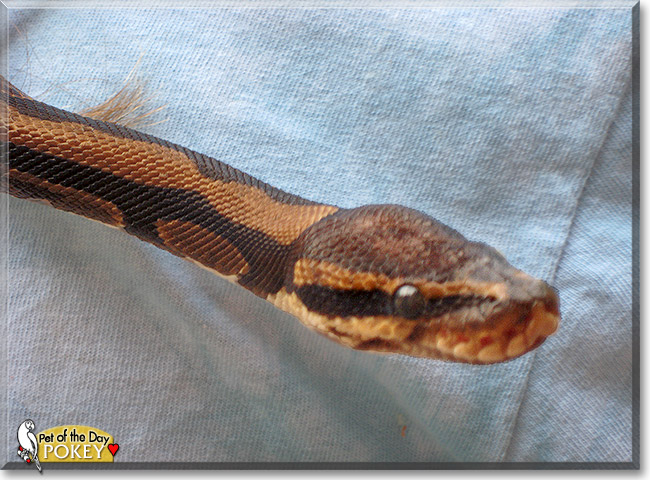 Pokey, the Pet of the Day Pokey, the Pet of the Day