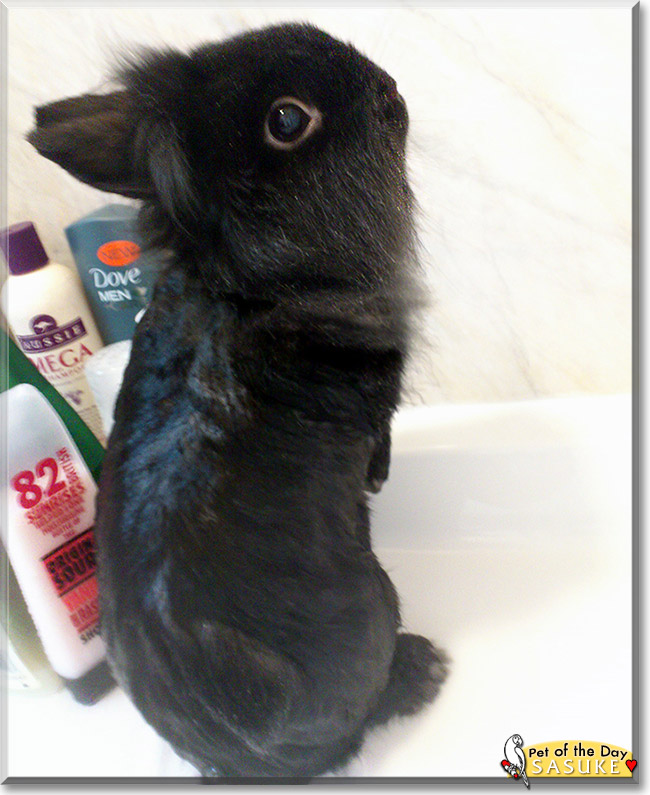 Sasuke, the Pet of the Day Sasuke, the Pet of the Day