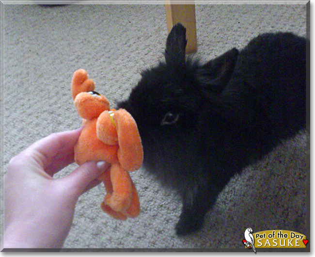 Sasuke, the Pet of the Day Sasuke, the Pet of the Day