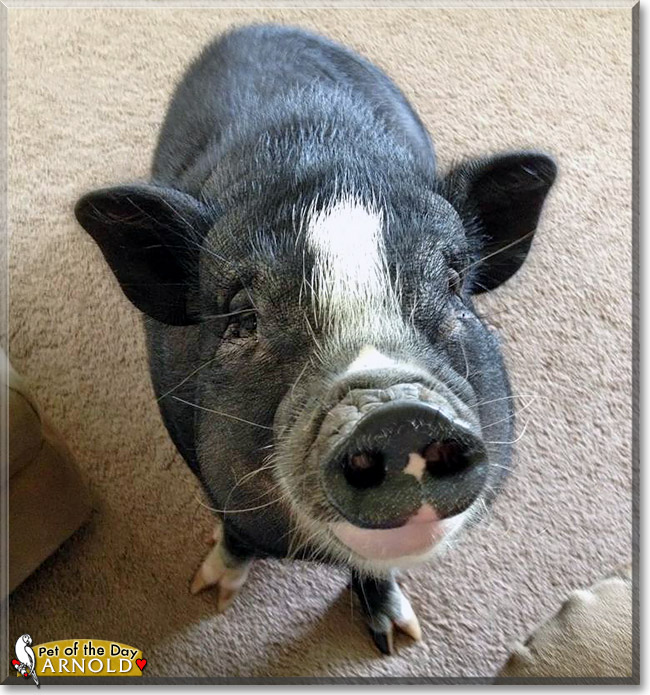 Arnold, the Pet of the Day Arnold, the Pet of the Day