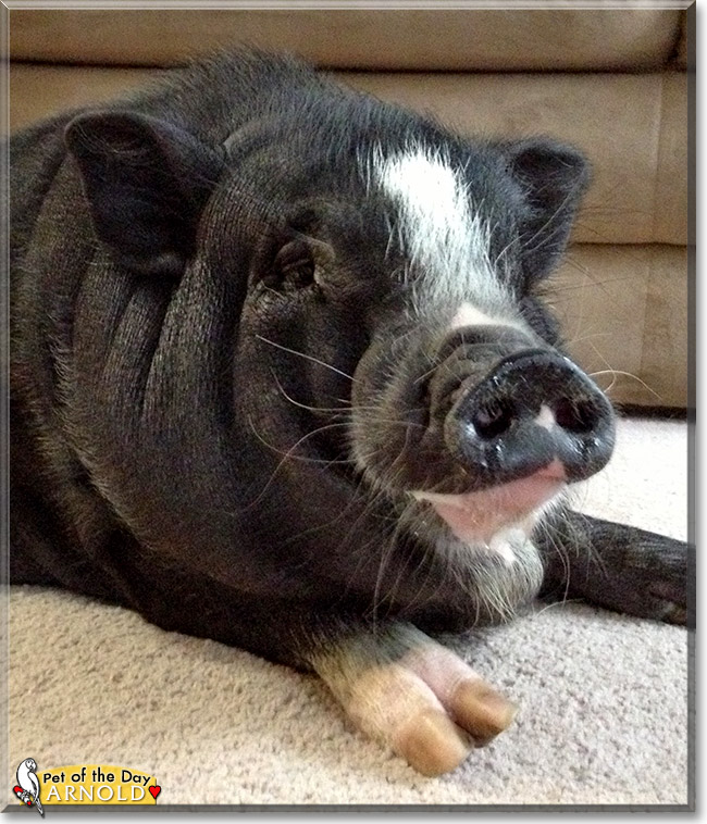 Arnold, the Pet of the Day Arnold, the Pet of the Day