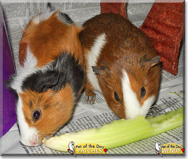 Patches & Wendy, the Pet of the Day Patches Arnold & Wendy, the Pet of the Day