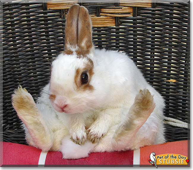 Stubsie, the Pet of the Day