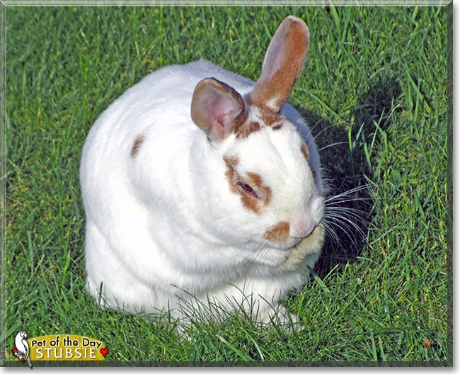 Stubsie, the Pet of the Day
