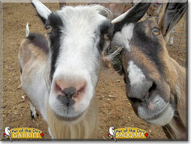 Gabriel & Saqqara, the Pet of the Day Gabriel & Saqqara, the Pet of the Day
