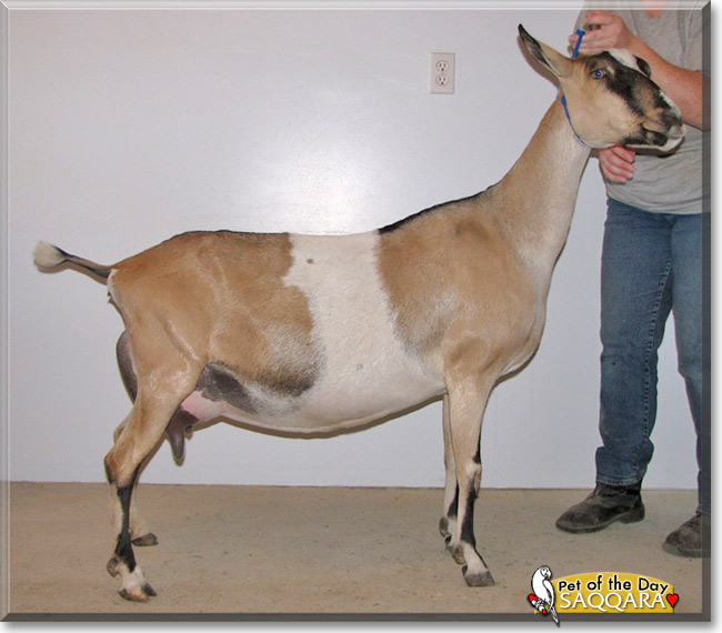 Gabriel & Saqqara, the Pet of the Day Gabriel & Saqqara, the Pet of the Day