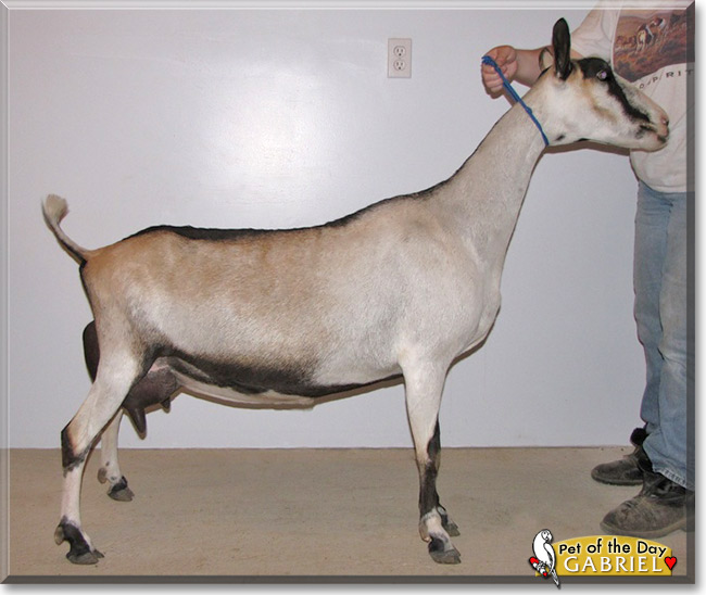 Gabriel & Saqqara, the Pet of the Day Gabriel & Saqqara, the Pet of the Day