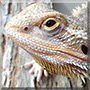 Ralf the Bearded Dragon