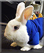Tapioca the Rabbit