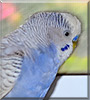 Sonny the Budgie