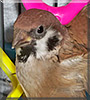 Lil Peeps the Eurasian Tree Sparrow