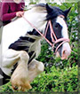 AmberLeigh the Traditional Gypsy Cob
