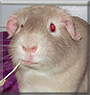 Vidar the Guinea Pig