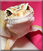 Sausage the Leopard gecko