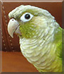 Chico the Cinnamon Green Cheek Conure