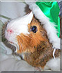 Helios the Guinea Pig