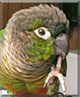 Yogi the Green cheek conure