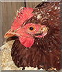 Lady Fanny the Speckled Sussex chicken