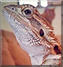 Drogon the Bearded Dragon