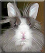 Lennox the Lionhead Rabbit