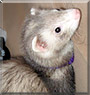 Rosie the Ferret