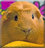 My the English Crested Guinea Pig