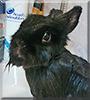 Sasuke the Netherland Dwarf, Lionhead Rabbit