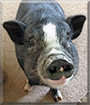 Arnold the Pot Belly Pig