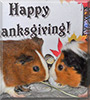 Patches & Wendy the Guinea Pig