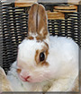 Stubsie the Dwarf Rabbit