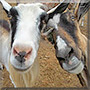 Gabriel, Saqqara the Alpine Goat