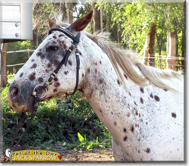Jack, the Pet of the Day Jack, the Pet of the Day