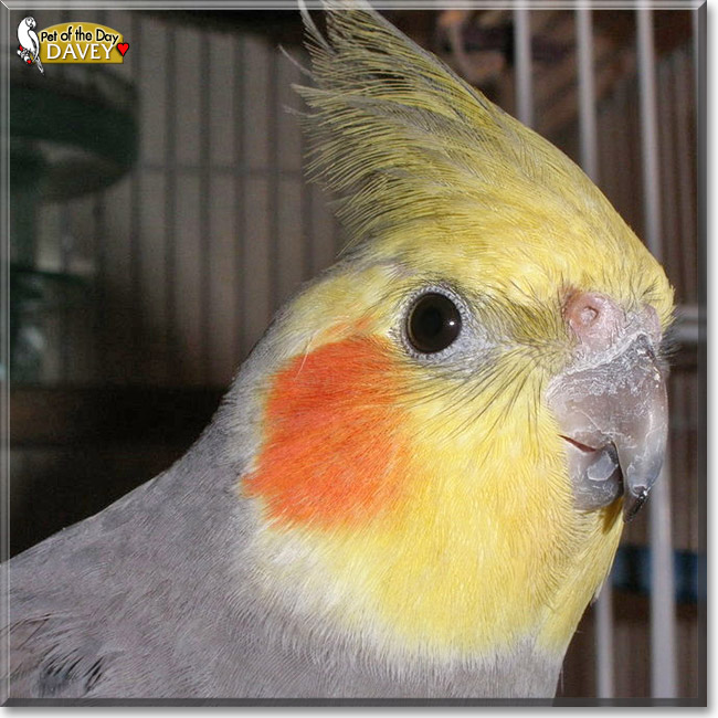 Davey, the Pet of the Day Davey, the Pet of the Day