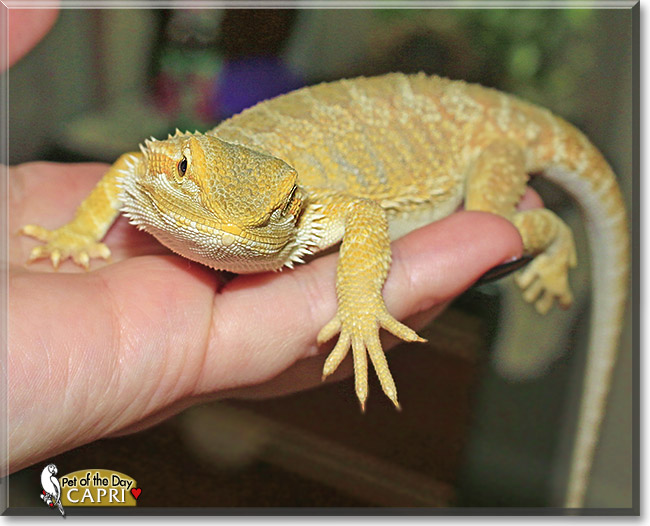 Capri, the Pet of the Day Capri, the Pet of the Day